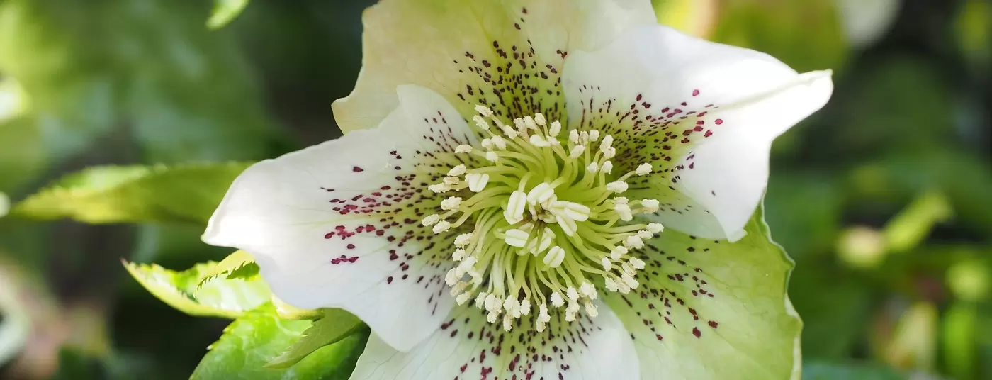 POTM - Hellebore Hellebore